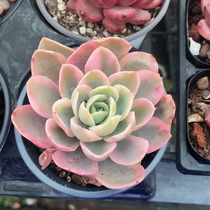 丝绸面纱锦12.8.一盆888888