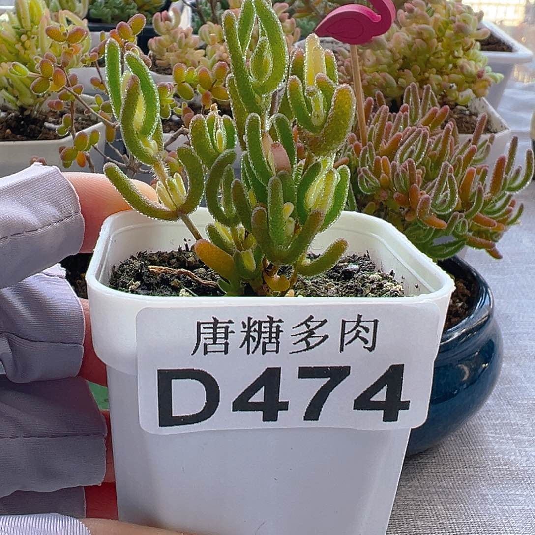 钻石黄化锦474。        