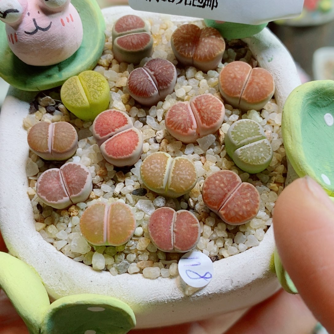 生石花花花花花花花228
