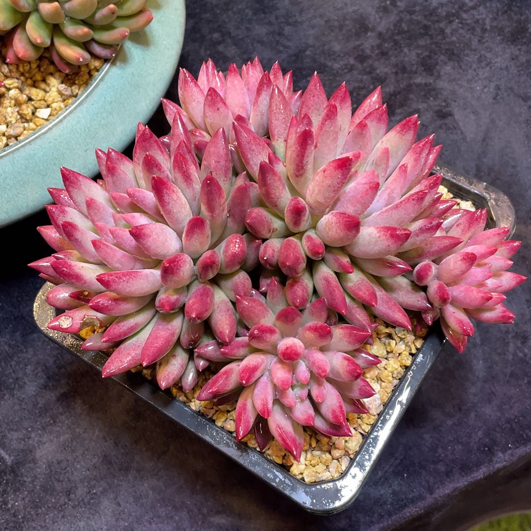 熟****人多肉植物带盆物流寄养