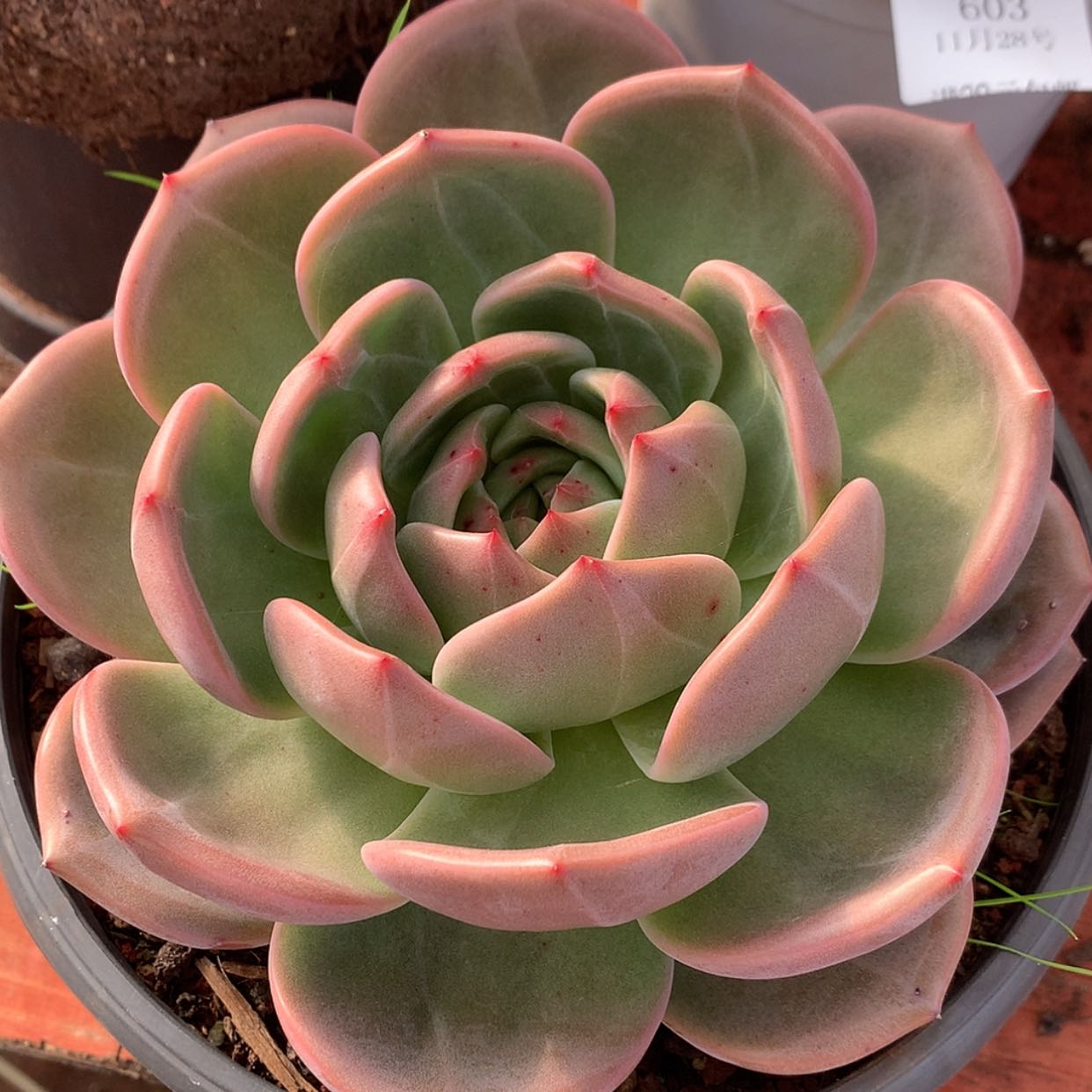 【闪购商品】薄*云604号