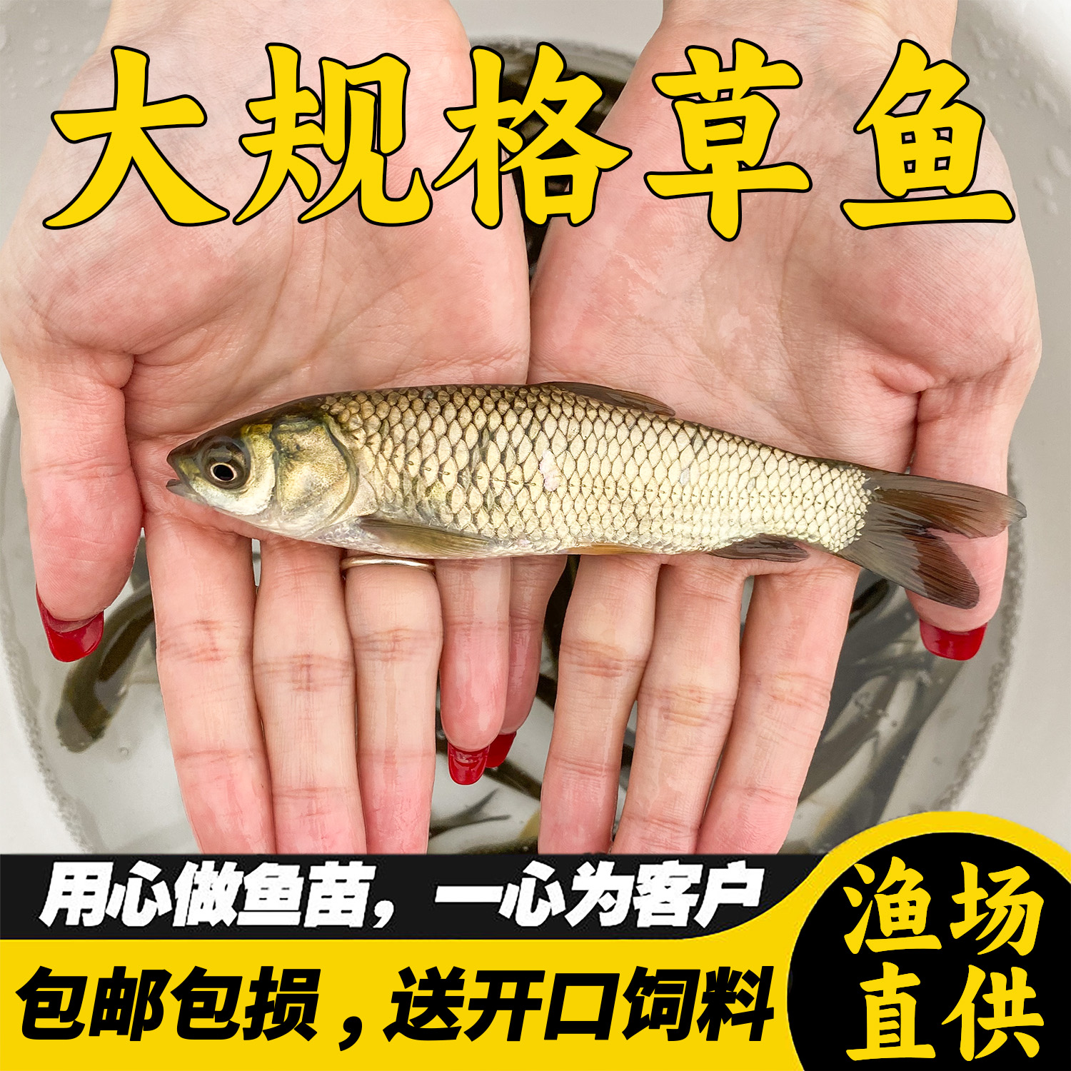 特大草鱼淡水养殖食用活体冷水观赏鱼脆皖鱼饵料鱼草鱼批发