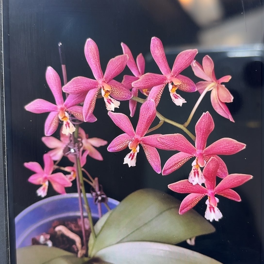 当前无花栽培后可以开花青铜少女