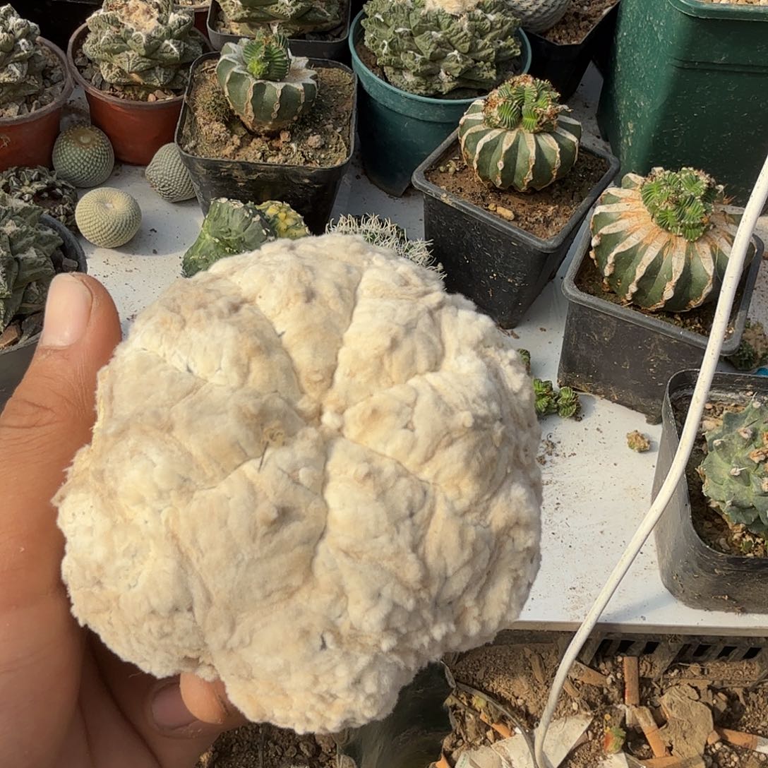 三脚架姐仙人球ｖ兜