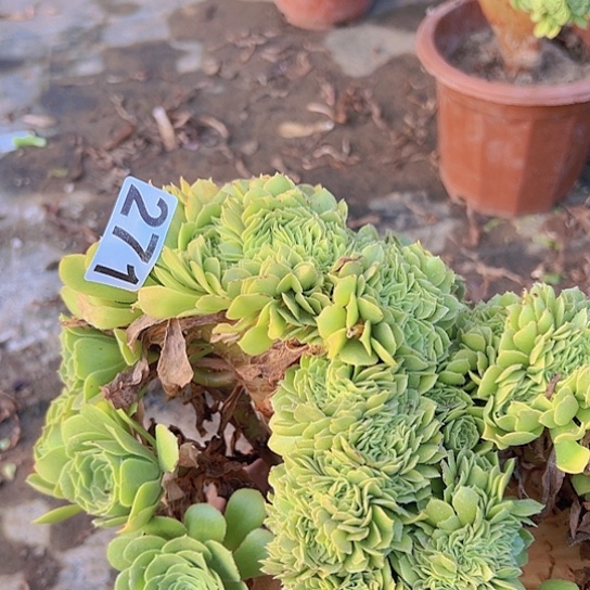 满***姐多肉植物一个绿玫瑰