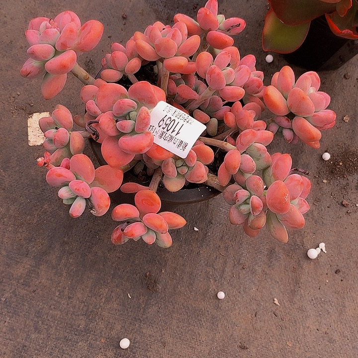 杨***洋     红洛神多肉11059