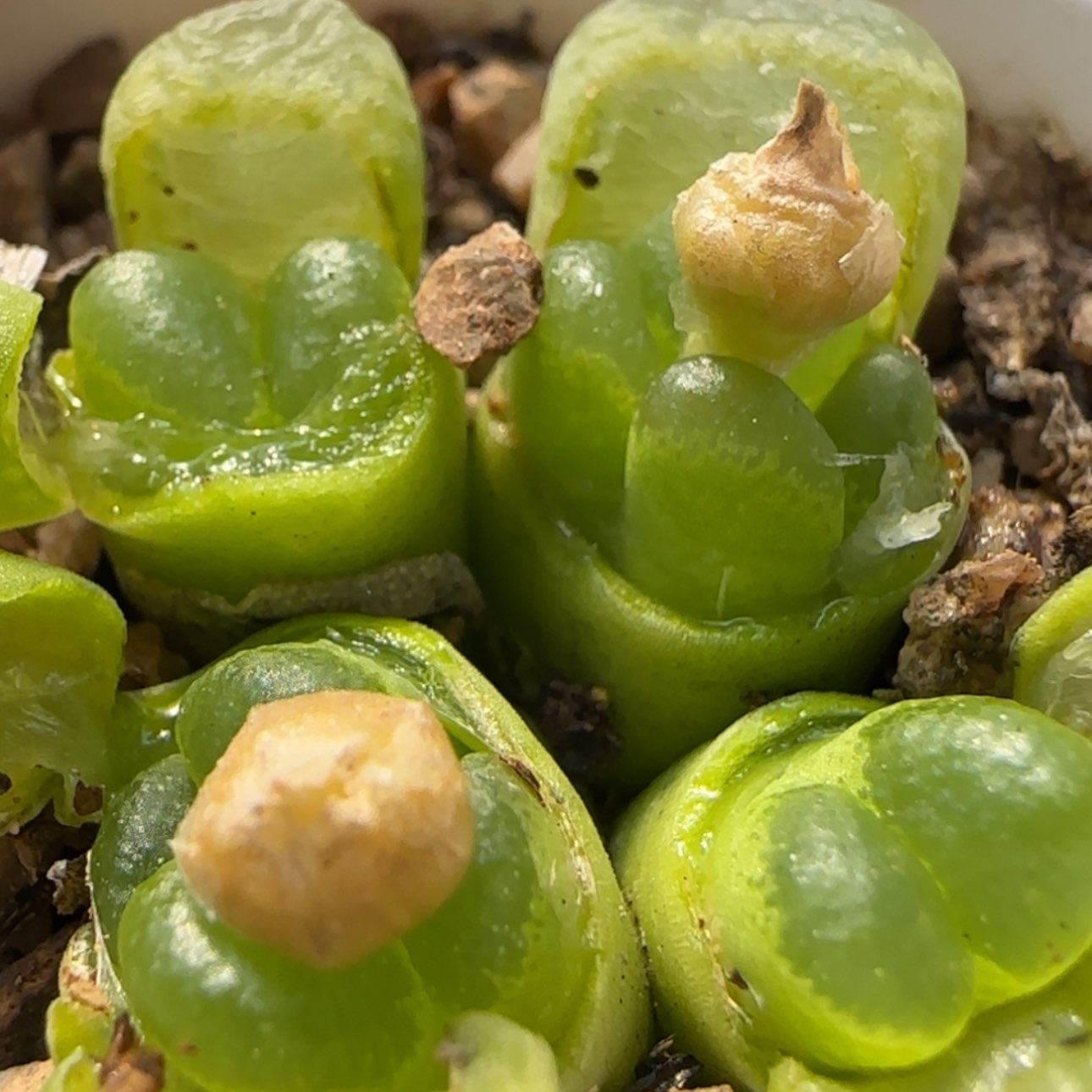 【闪购商品】8689    