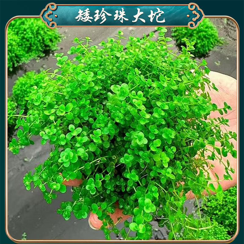 【矮珍珠大坨】新手前景草坪 贴地生长  无需栽种 根系茂盛 