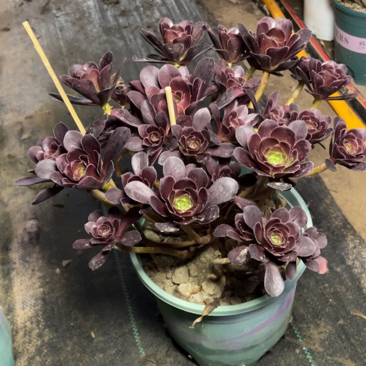 青***墨666忆江南多肉多肉