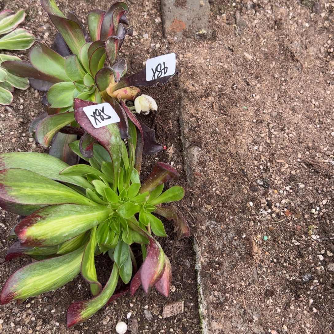 开****天85 86魅影中班多肉炖肉