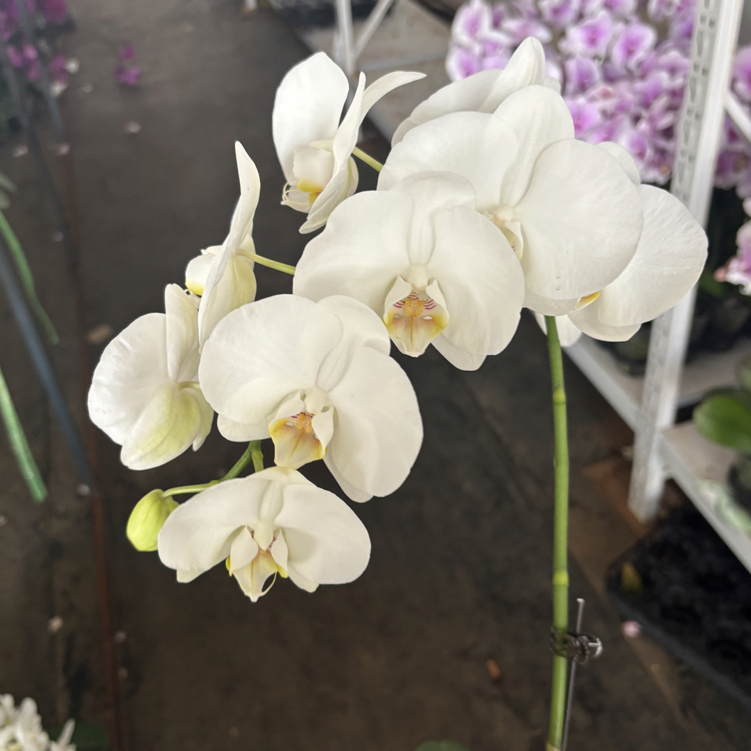 蝴蝶兰———(多佛)(任意两颗包邮只拍一颗发苗)