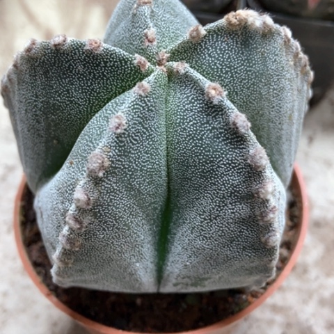 五角仙人球12米仙人球