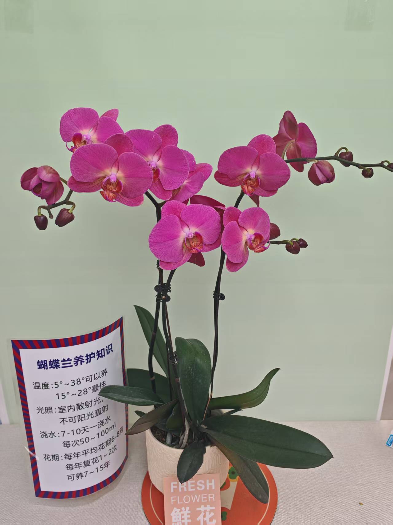 【红苹果】蝴蝶兰 紫色大花型 四季花 室内花精品 源头基地直营