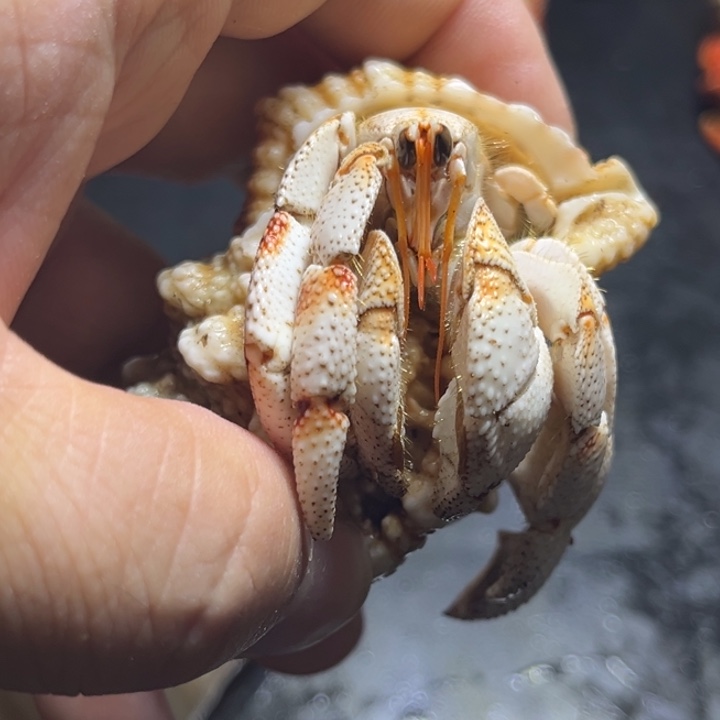 闪3号毛球2.5口径