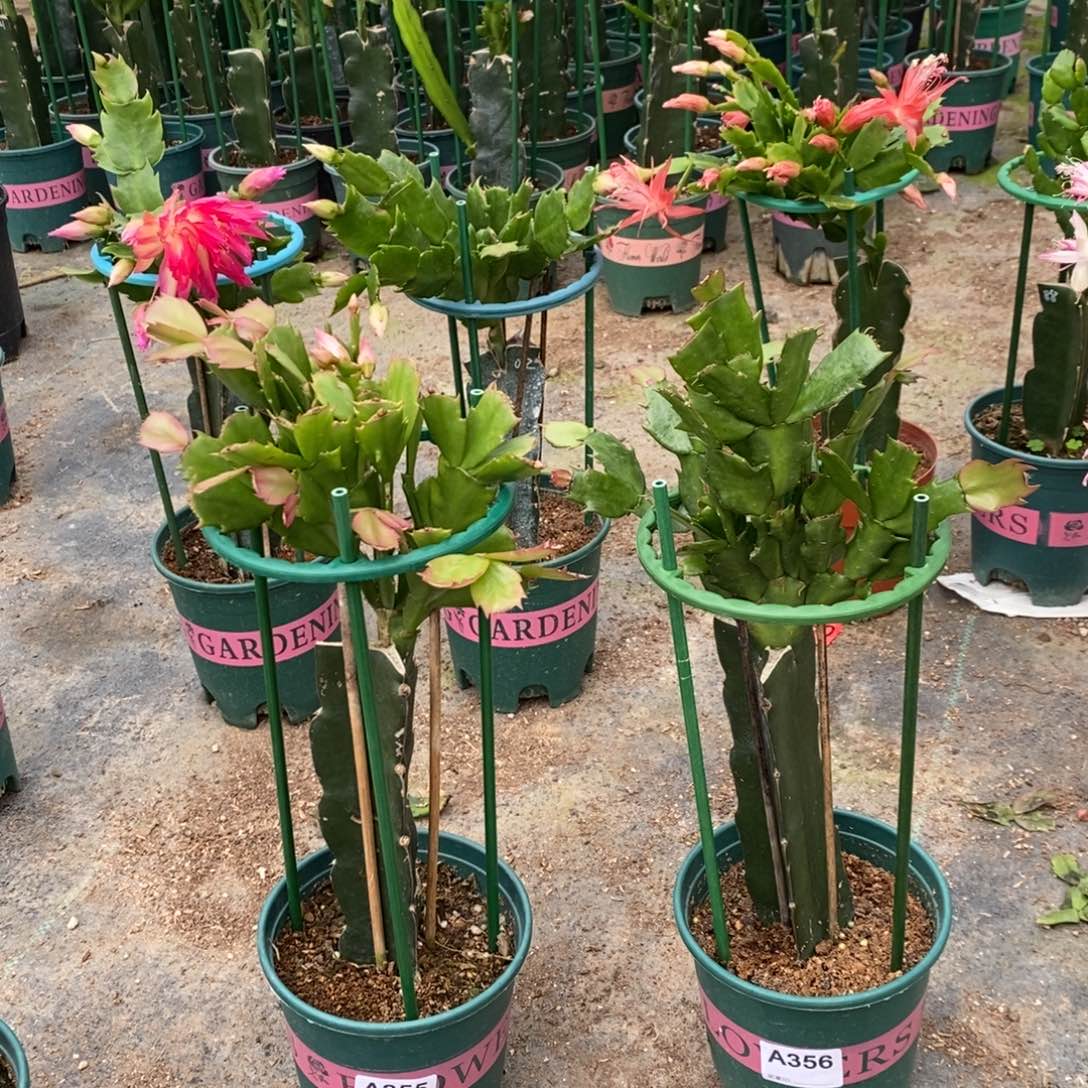 完全开放355.356嫁接