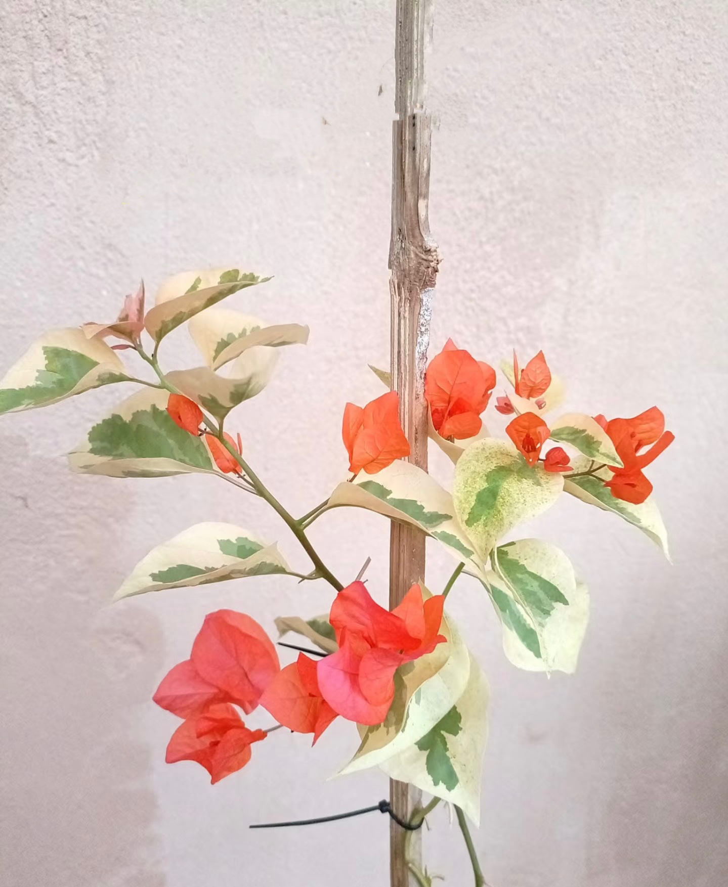 {桃子柠檬} 嫁接盆苗 爬藤飘枝垂吊