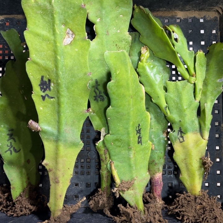 当前无花栽培后可以开花204