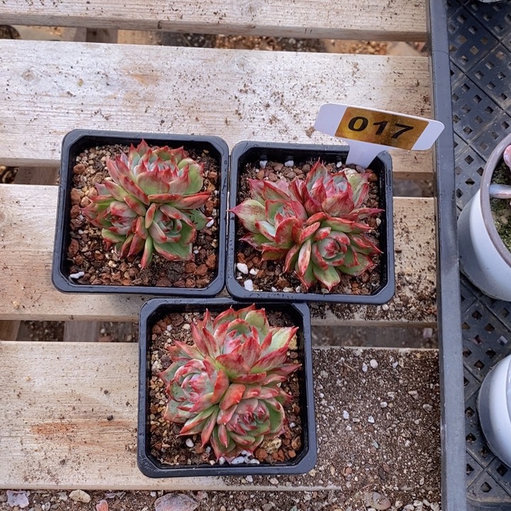 魔***光017号惊鸿三颗111