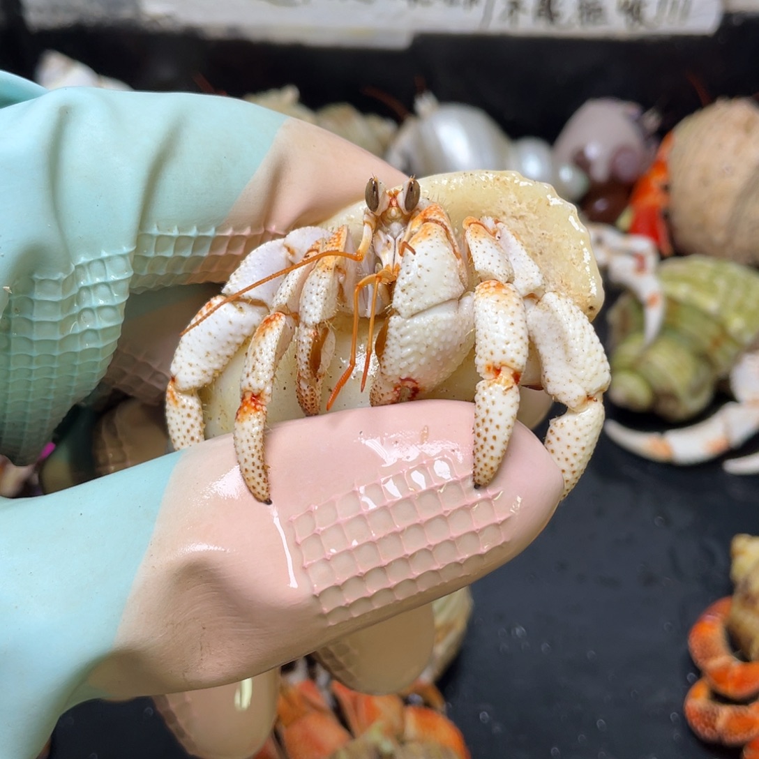 3号，2.2口白草寄居蟹