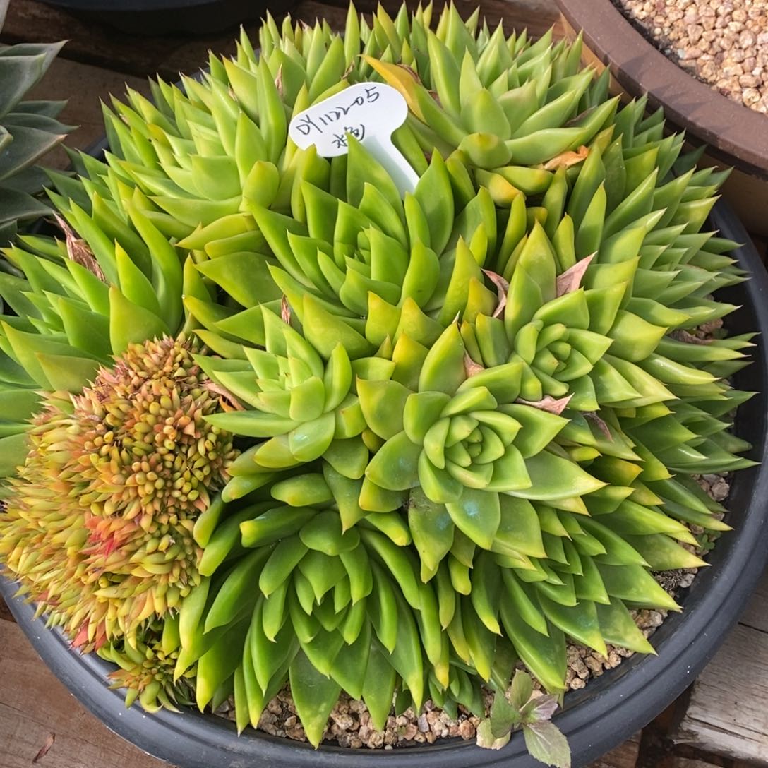 10枝/扎1122-05（水色）