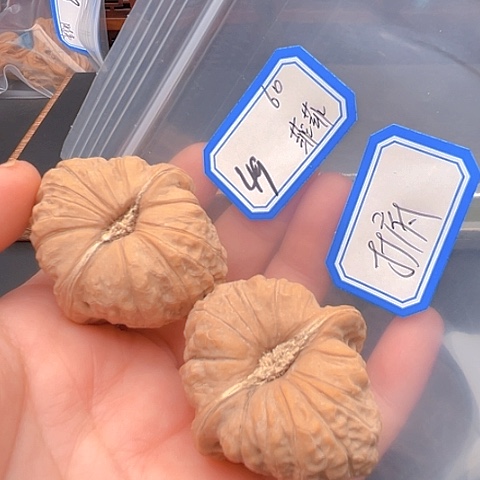 文玩核桃吊坠菲***呜南瓜
