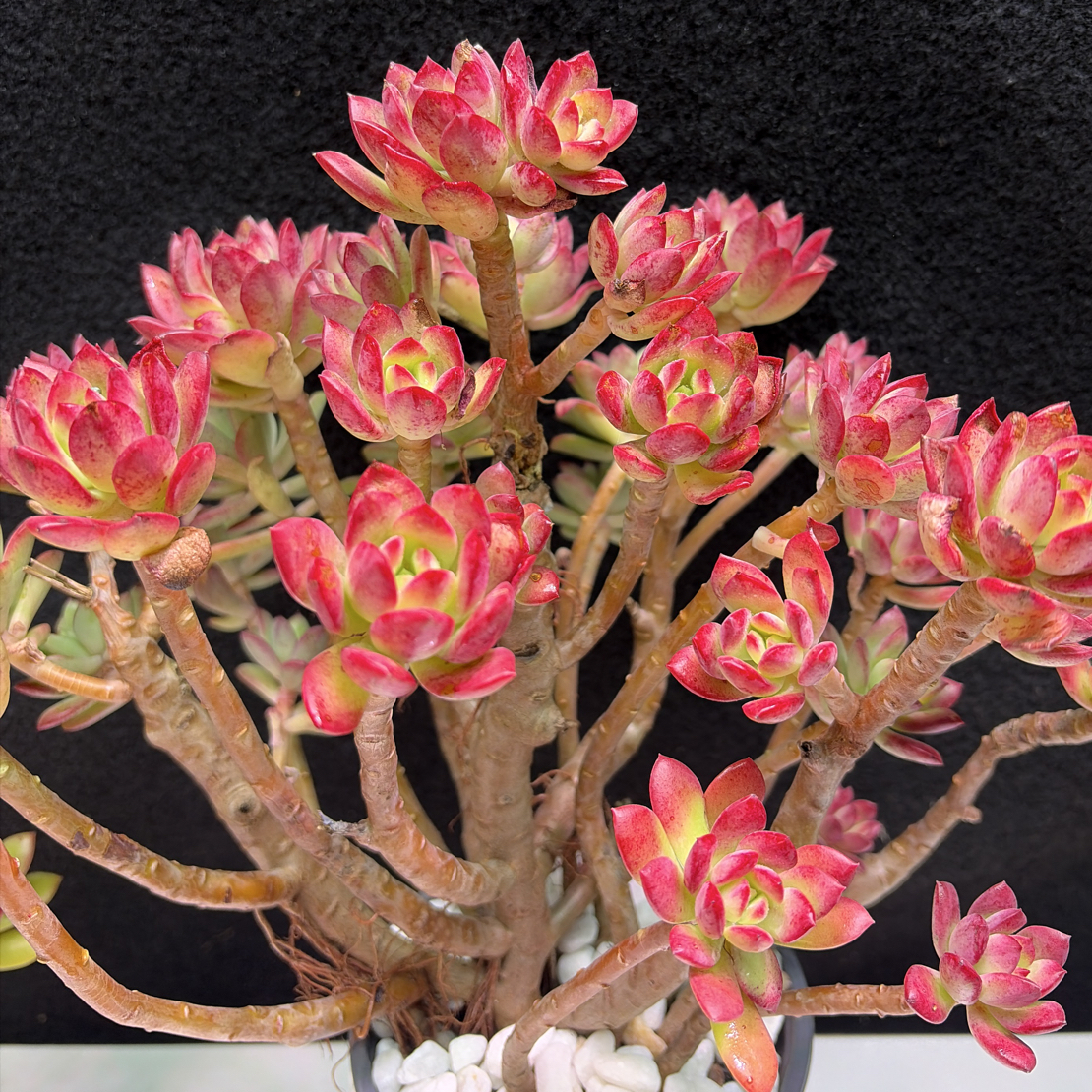 四年沙漠红玫瑰老桩多肉植物室内阳台花卉好养适合新手