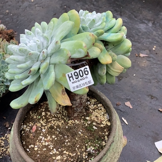 尘***拇指大老桩906 亏本处理 退款拉黑7-8天发货