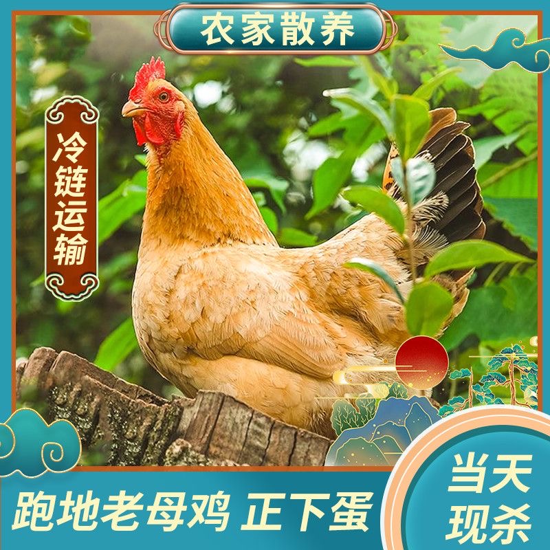 【4只老母鸡】3年老母鸡深山散养正宗新鲜现杀4只共10斤