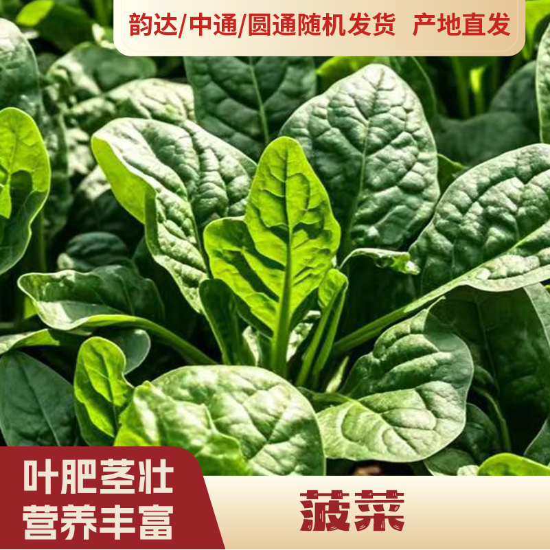 【发韵达快递】农户自销菠菜（送1包豆芽）