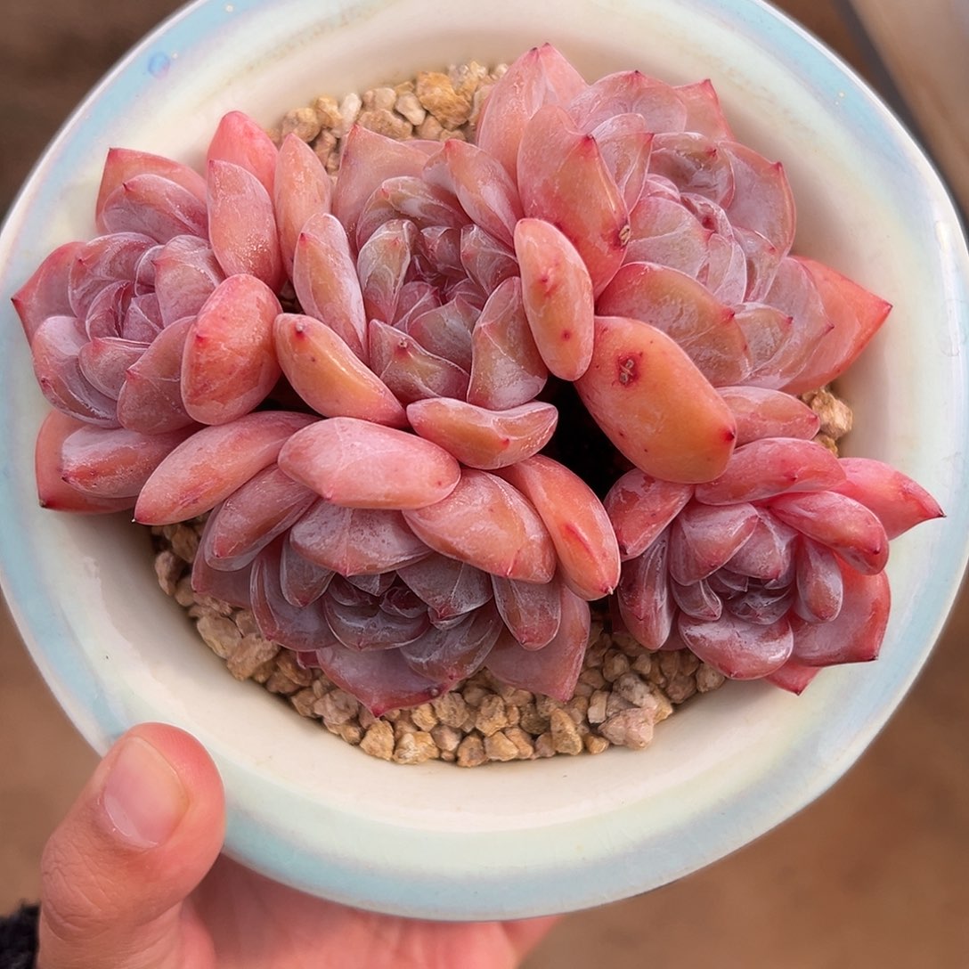 5头红皮紫心自然群哈哈