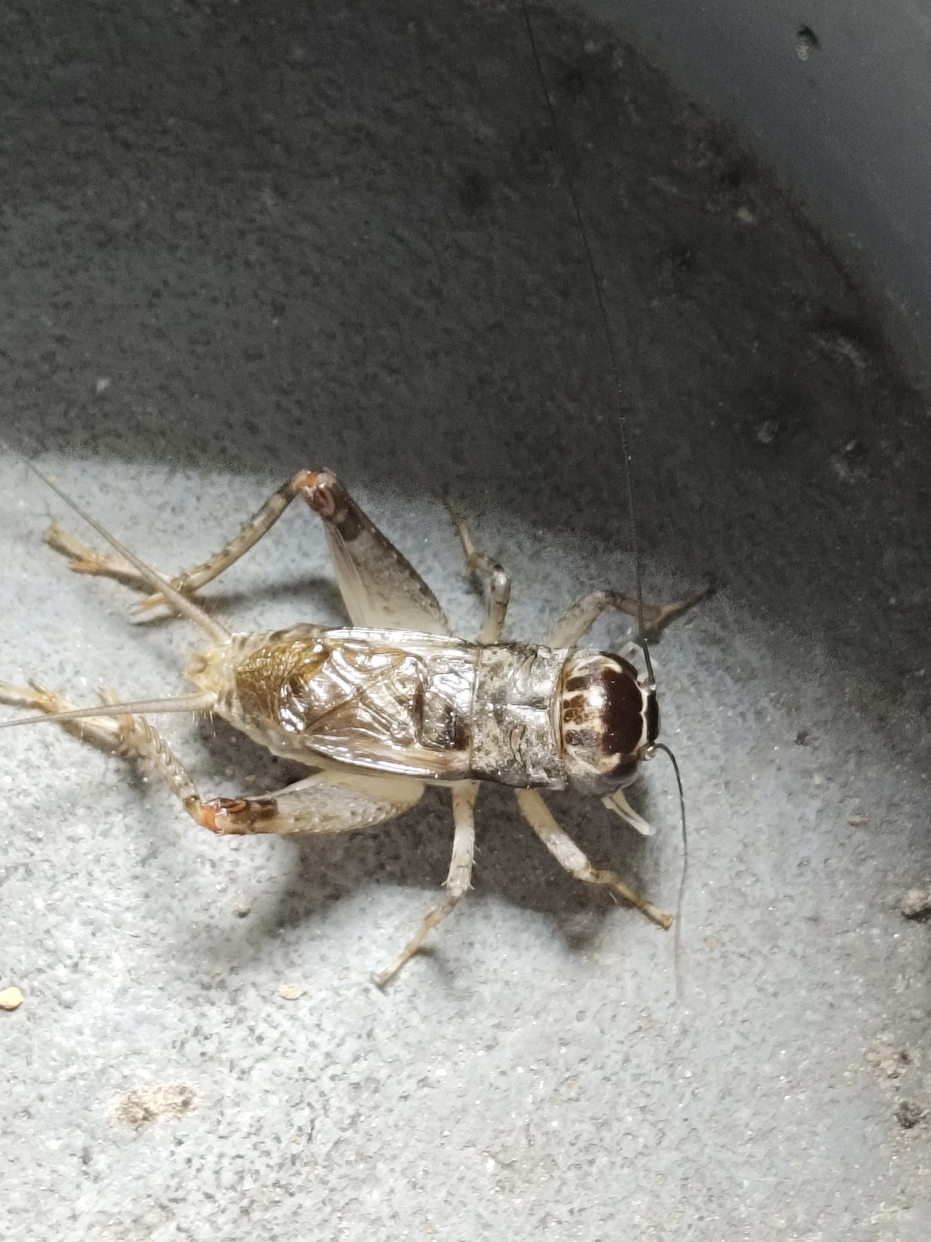 仿秋斗秋蟋蟀蛐蛐白虫，斗秋专用活体斗虫