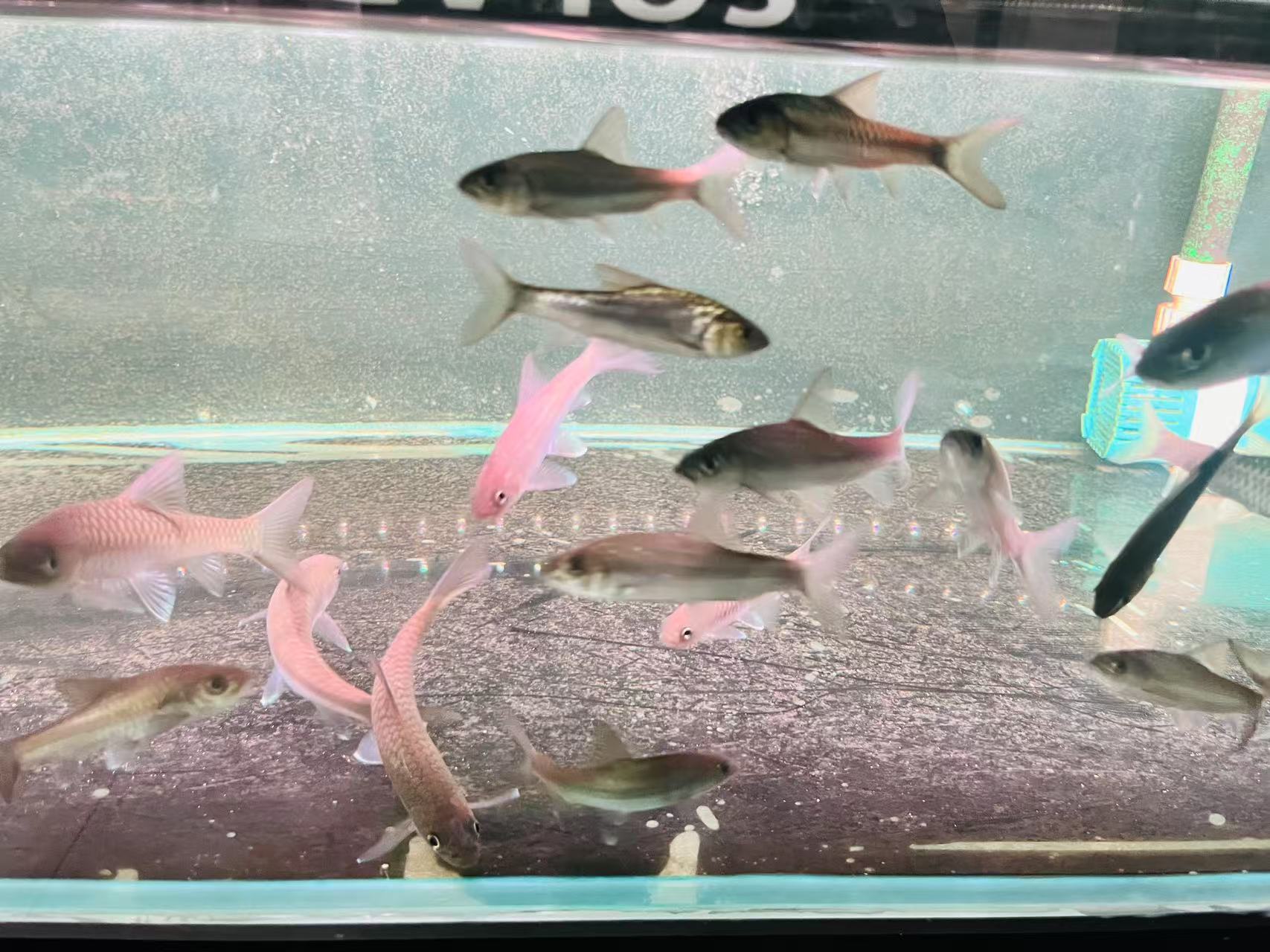 异口蓝吉罗观赏鱼