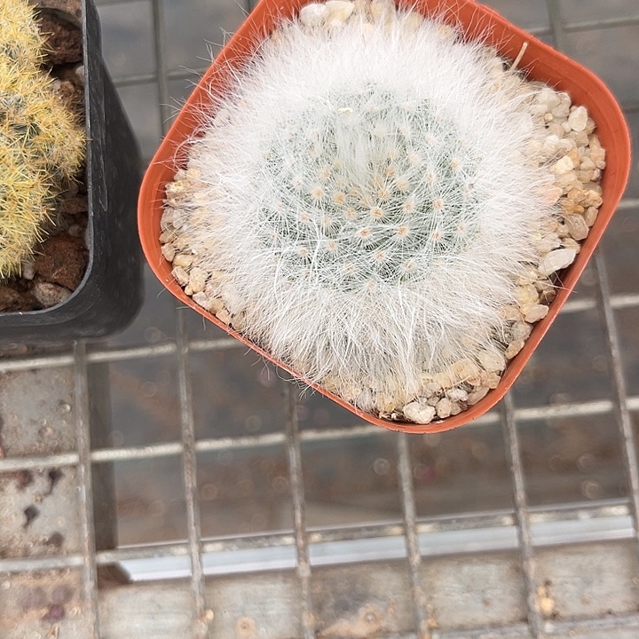 我也不知道我为什么要这样