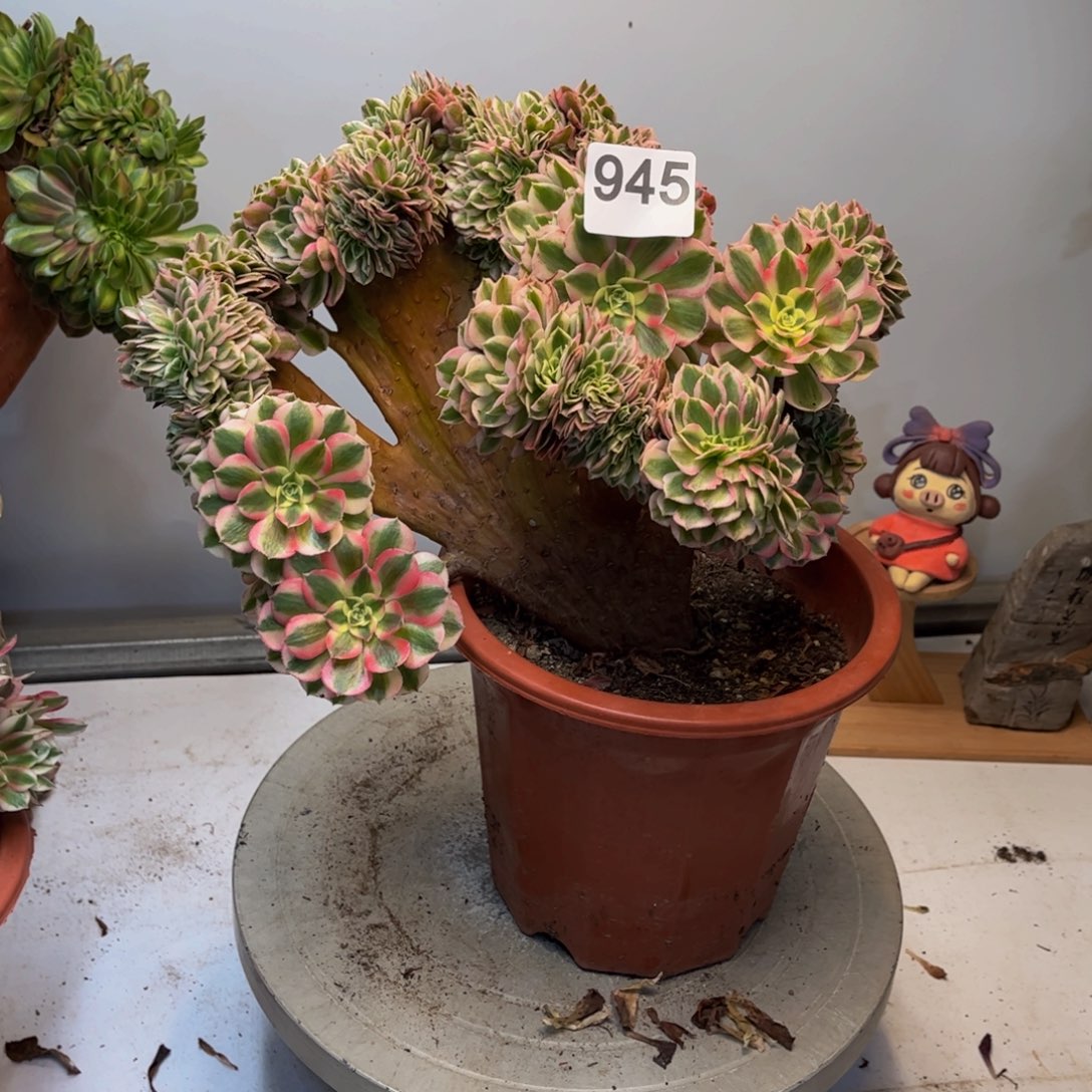 多肉植物倾城缀945