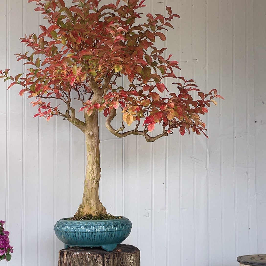 无花朵红花紫薇红花紫薇