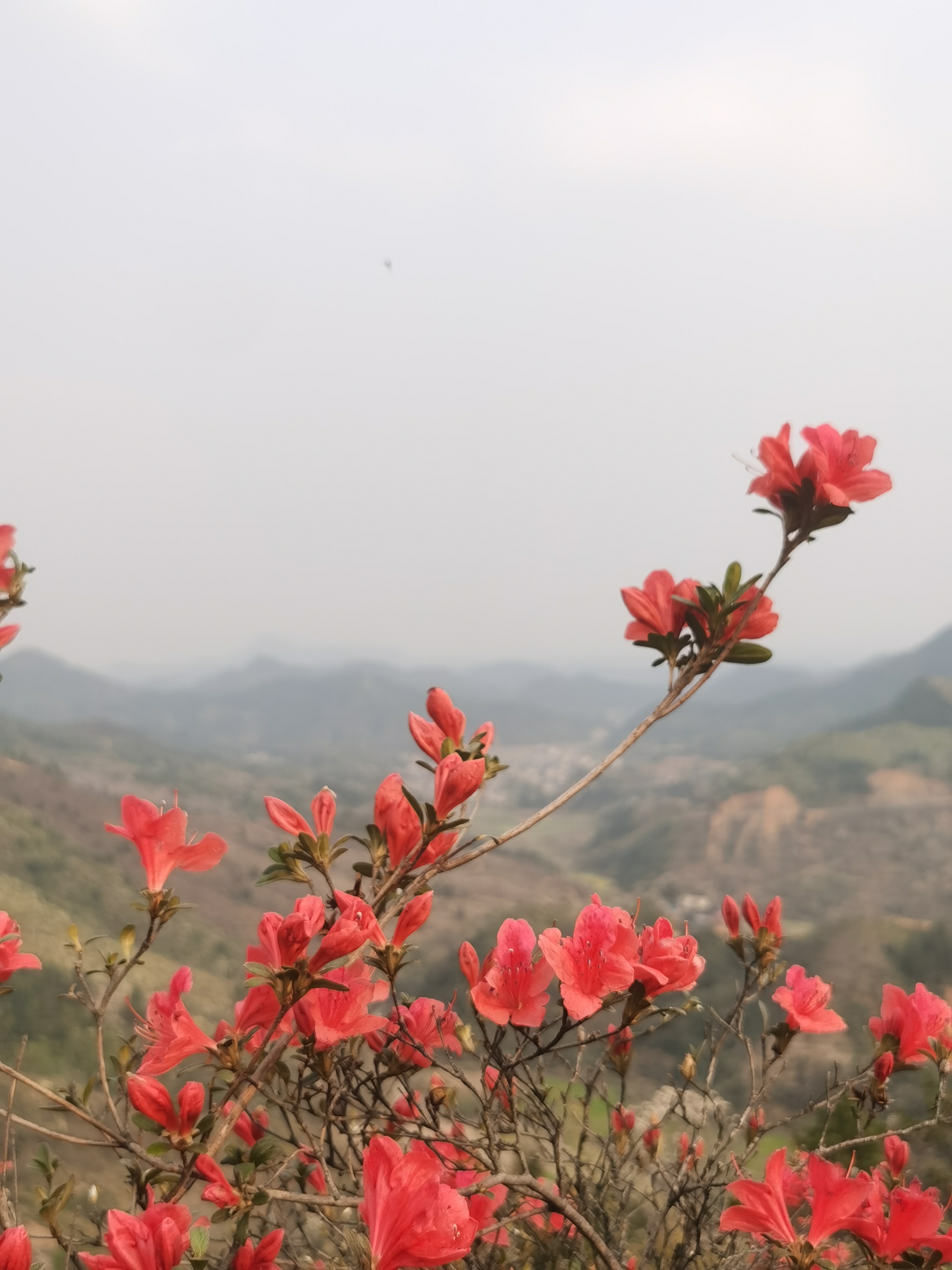 高山栀子春花意境盆景，不包活 需谨慎 建议者勿拍