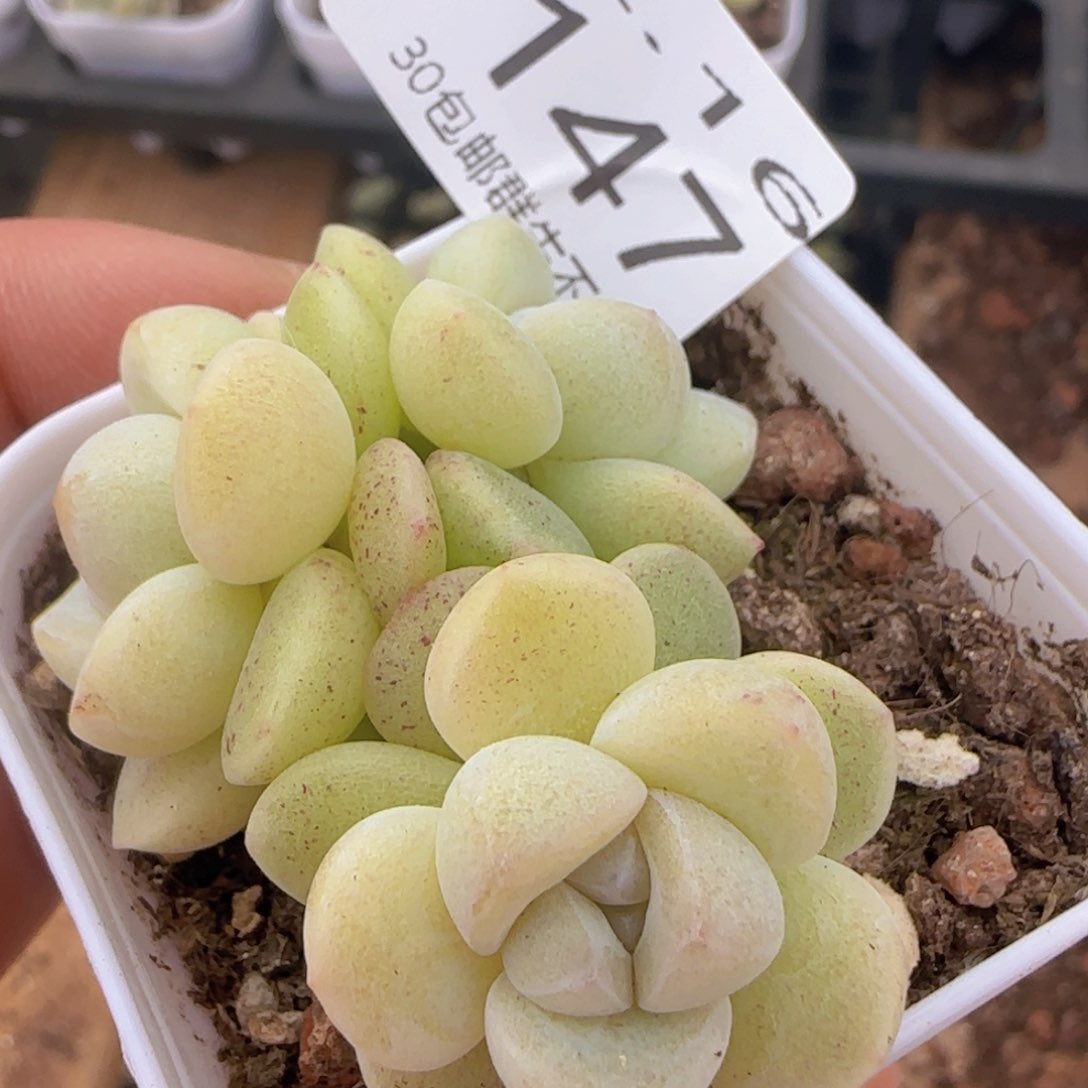 三头白体冰玉一颗脱土