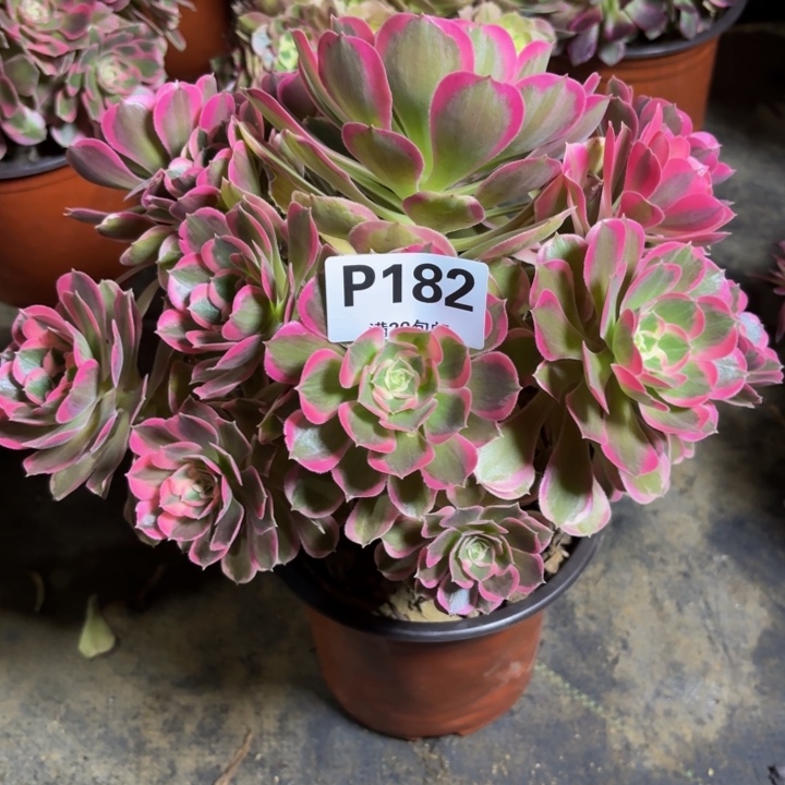 瑞妈，。。。。。？182皇后