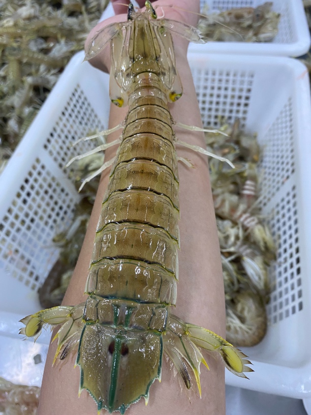 鲜活皮皮虾特大濑尿虾活煮蒸熟冷冻顺丰空运