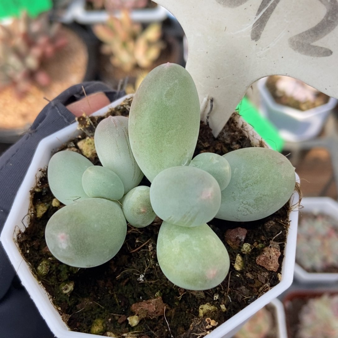 6012米可奶多肉植物保护