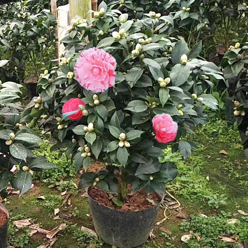 多色茶花盆栽带花苞多色茶花盆多色绿植花卉