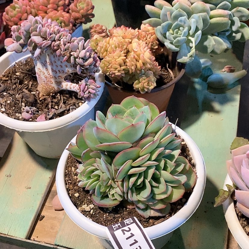 【闪购商品】牡丹亭朵朵缀21139