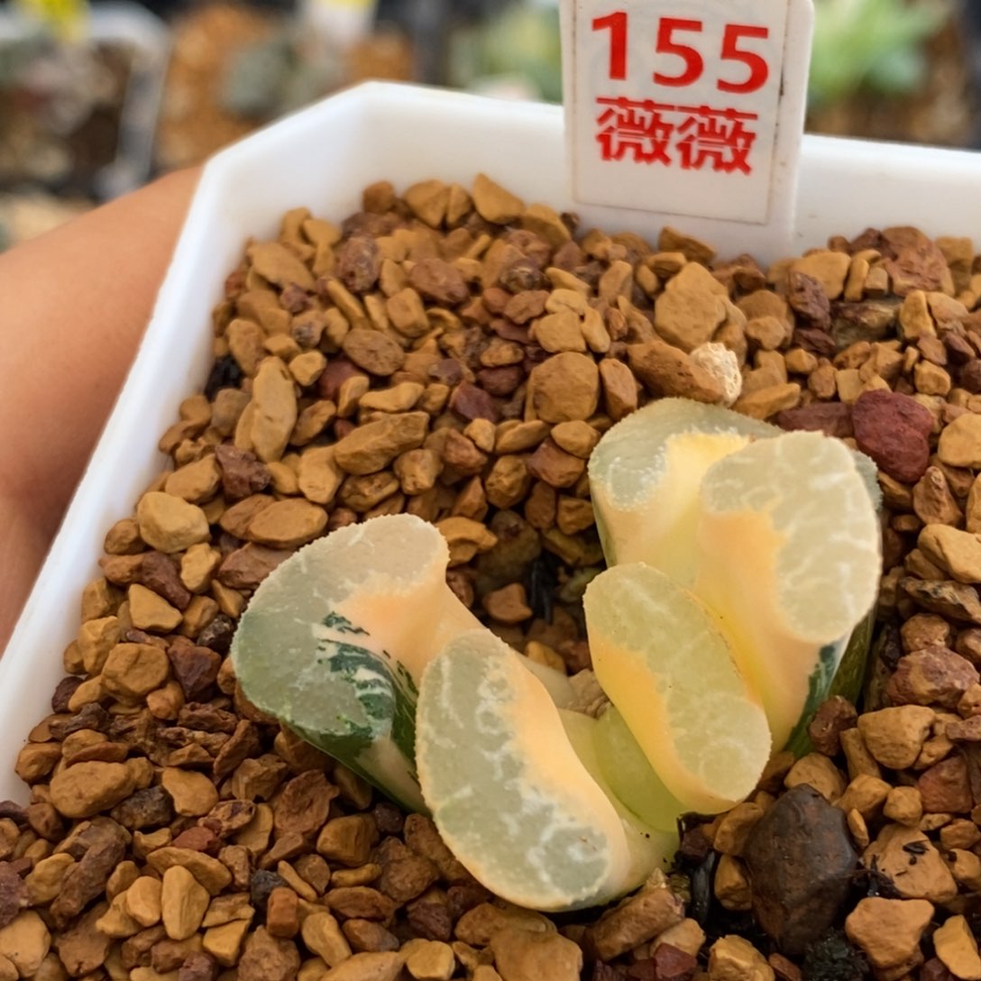 155玉扇多肉植物盆栽