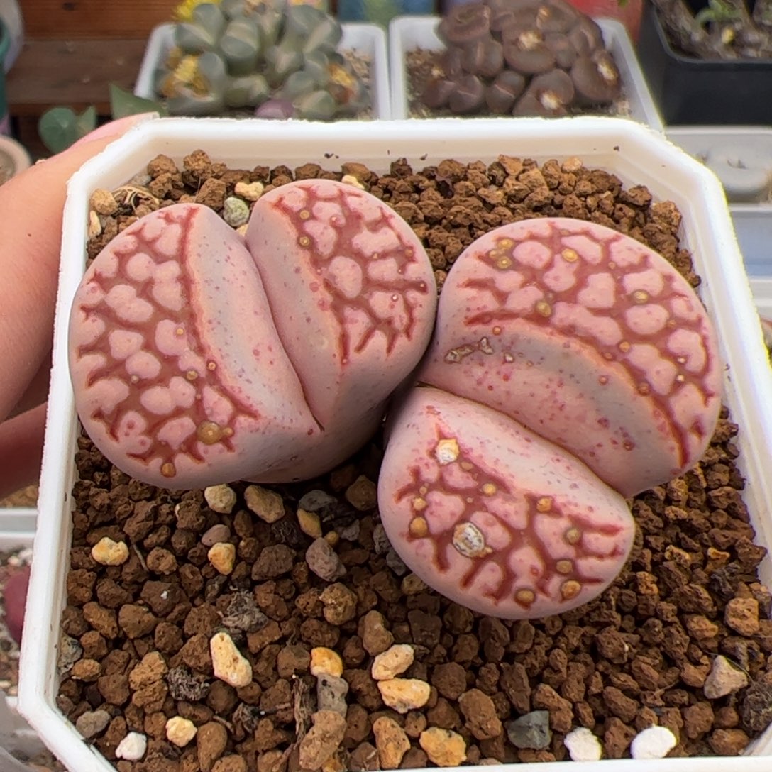 0242号红网纹寿力 多肉植物