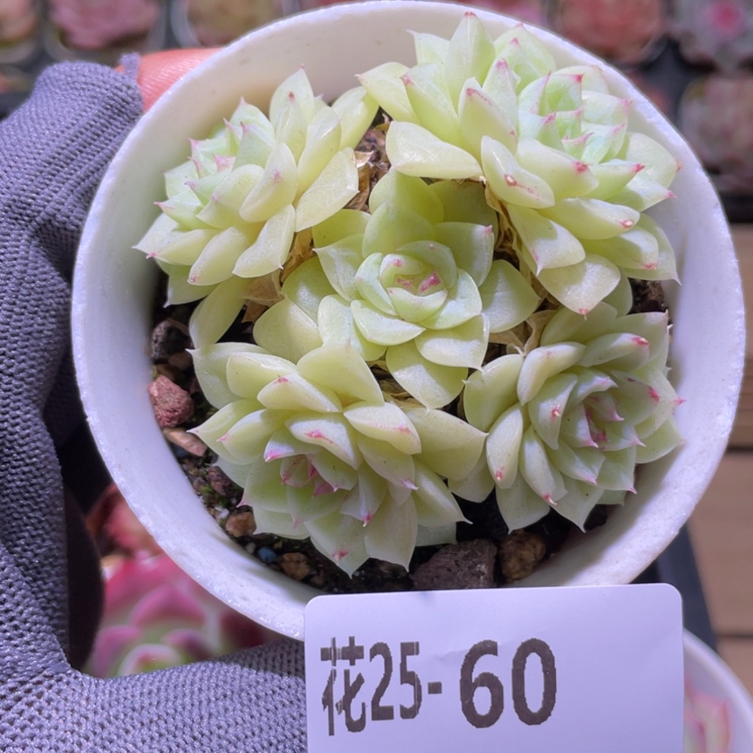 花利美25-60白天鹅