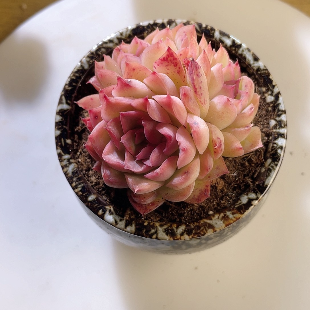 0319  塞尚 六月六