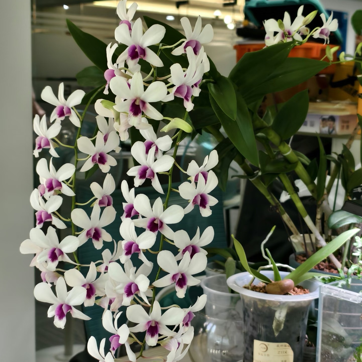 克拉恋人（无花苗）秋石斛兰