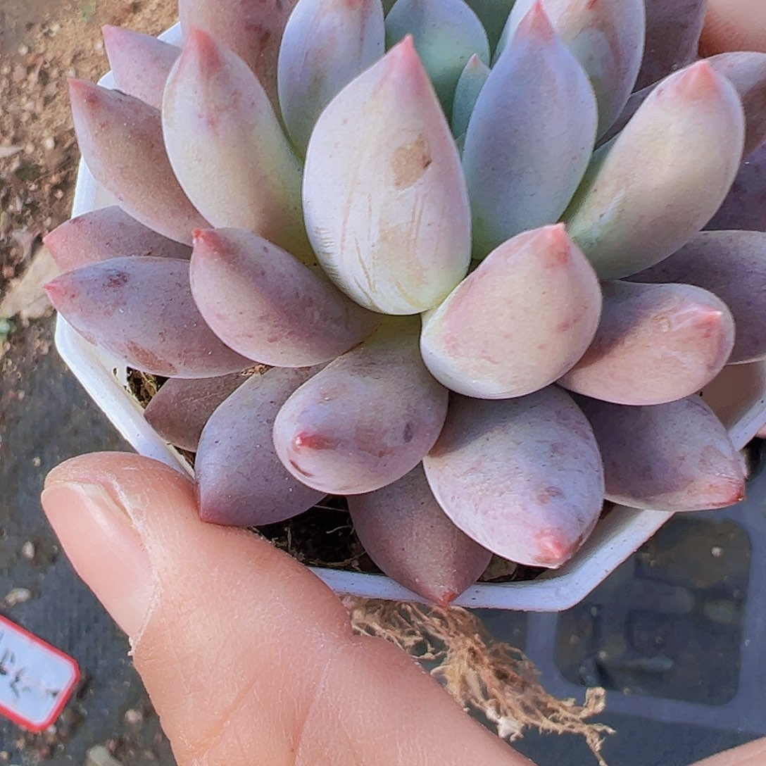 新所罗门八角盆等地19包邮