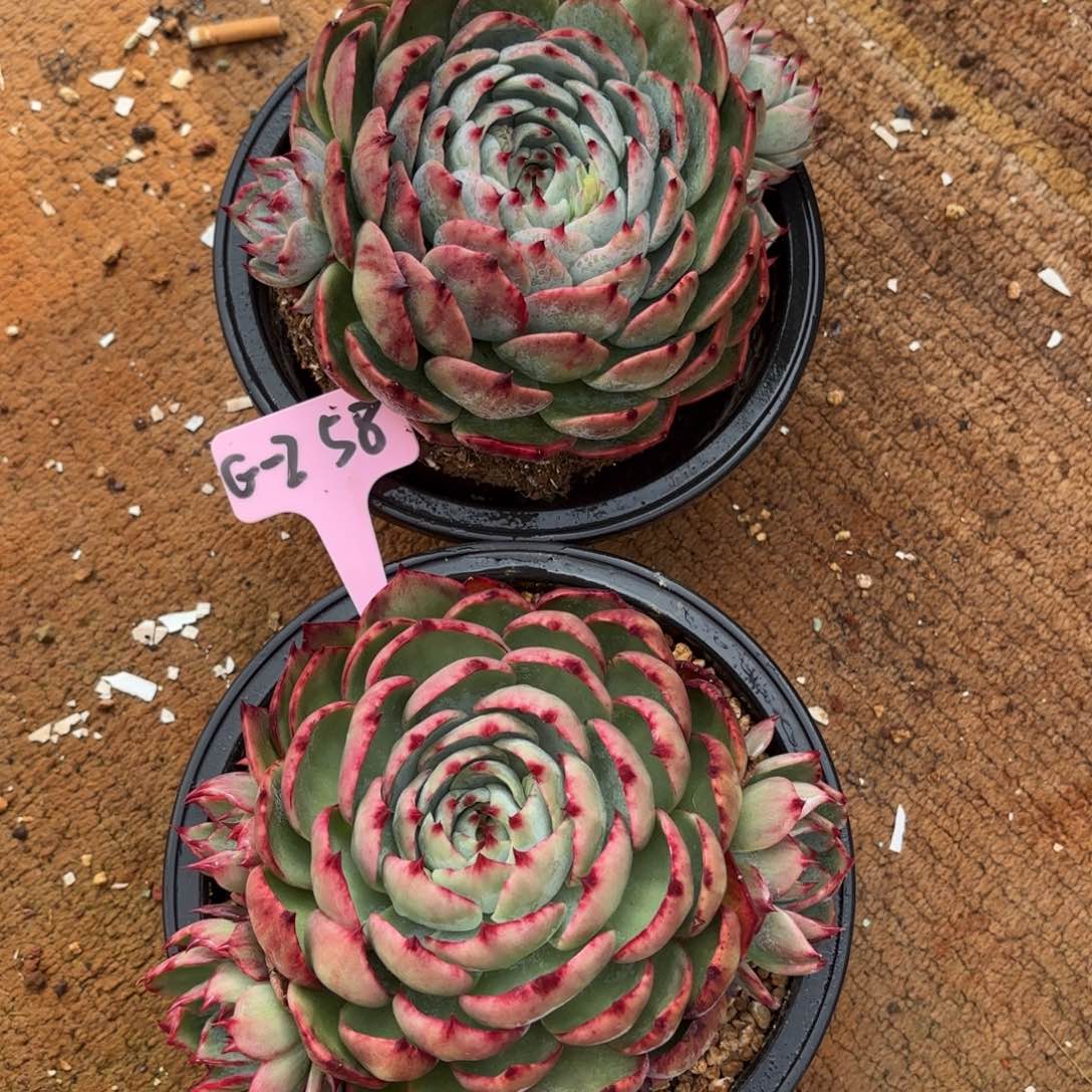 惊鸿仙子 两个一组 