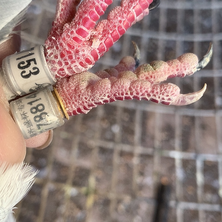 灰麒麟花53，14灰灰花花